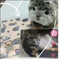 マヌルグッズ♡