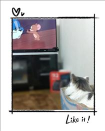 みいな・トムとジェリーが好きな猫??