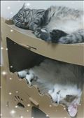 おやすみなさい?