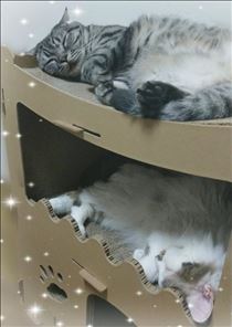みいな・おやすみなさい♡