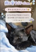 大雨と雷..(TДT)