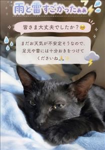 みいな・大雨と雷..(TДT)