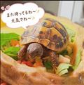 実家のカメ吉🐢