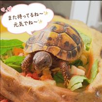 みいな・実家のカメ吉🐢