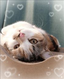 みいな・🐱2/22は猫の日🐱