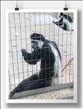 昨日出逢った彼🐒