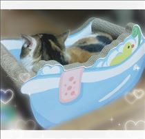みいな・癒し🐱