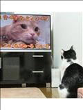 ちゅーる