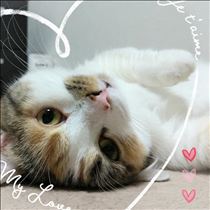 みいな・三毛猫の日🐱