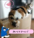 どいてくれません😑