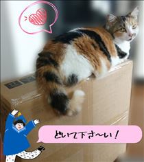 みいな・どいてくれません😑