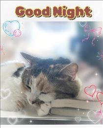 おやすみなさい💤
