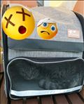 爆速で動物病院へ🏥🐈️💨