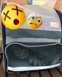みいな・爆速で動物病院へ🏥🐈️💨