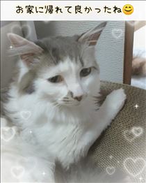 みいな・夜の動物病院🐈️🏥