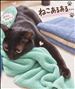 猫あるある🐾