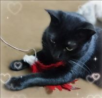 みいな・大好きなおもちゃ😽