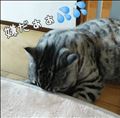 目薬を嫌がる猫