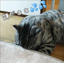 みいな・目薬を嫌がる猫