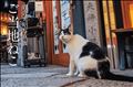 みんな大好き岩合さん😸