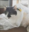ビニールが好きな猫