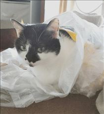 みいな・ビニールが好きな猫