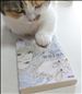 本日のお猫さまおすすめの本はこちら📚️✨
