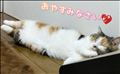 お疲れ様です♡