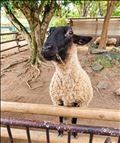 🦘🐑群馬サファリパーク③