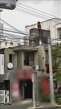 つばさ・シーサーって元は一匹