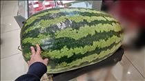つばさ・ばけもの