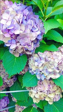 まみ・ありがとうございました❤️(*^^*)