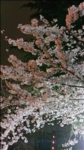 夜桜～♪(゜▽゜*)