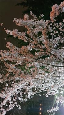 まみ・夜桜～♪(゜▽゜*)