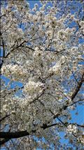 今年は桜がきれいだね(’-’*)♪