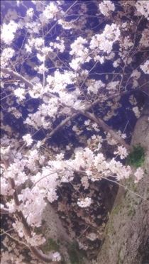 ゆうこ・?桜?
